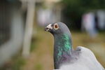 鸽子 pigeon