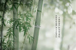 竹子风景