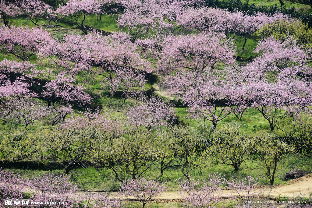 桃花林