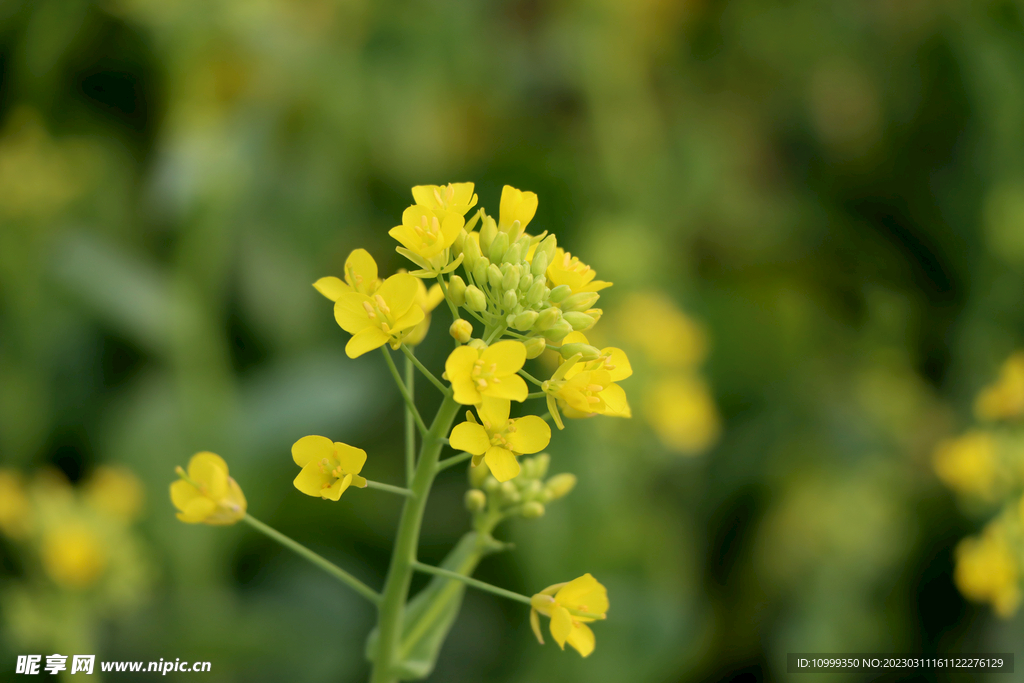 黄色菜花