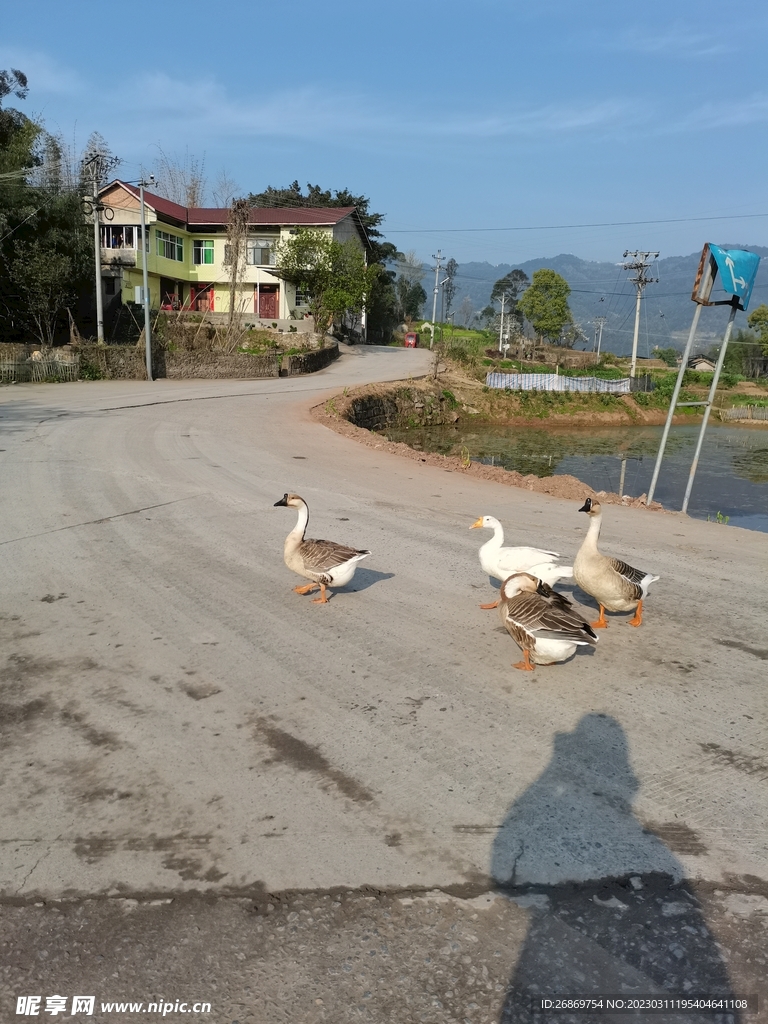 路边的鸭子
