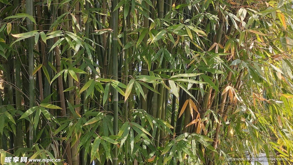 竹叶  摄影 阳光 素材