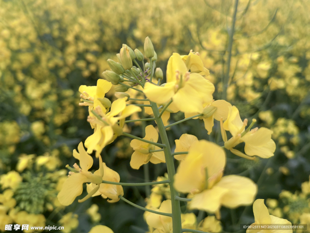 春天的油菜花