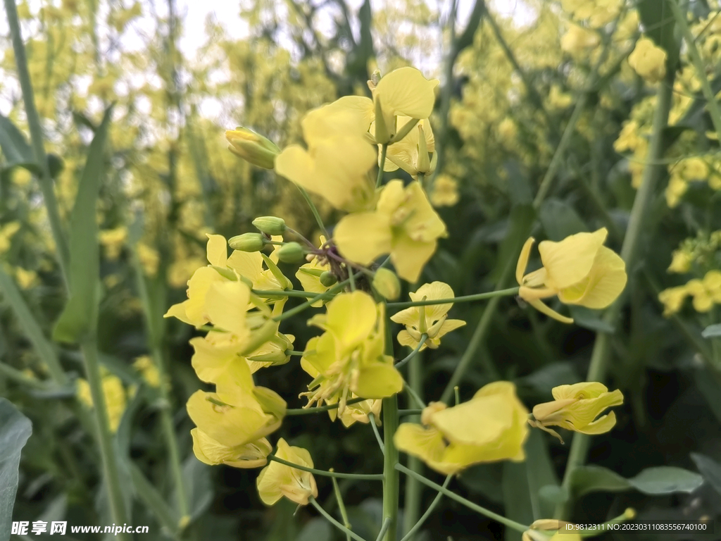 春天的油菜花