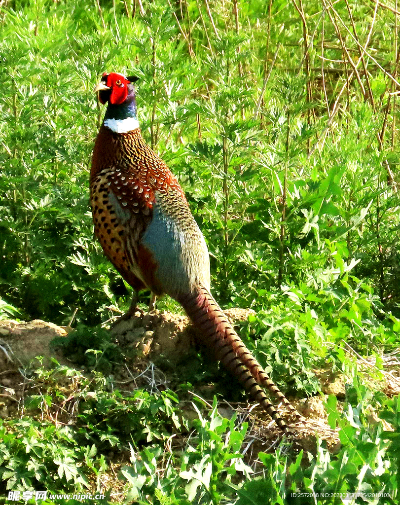 雉鸡图