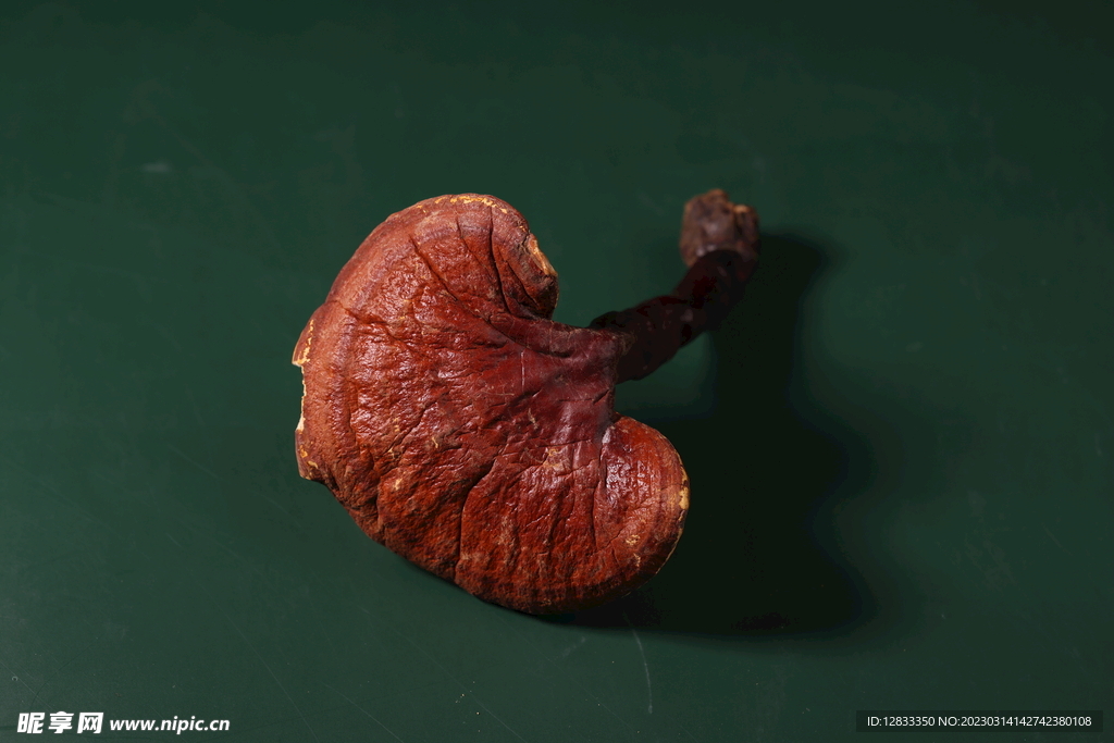 摄影 野生干灵芝 滋补养生