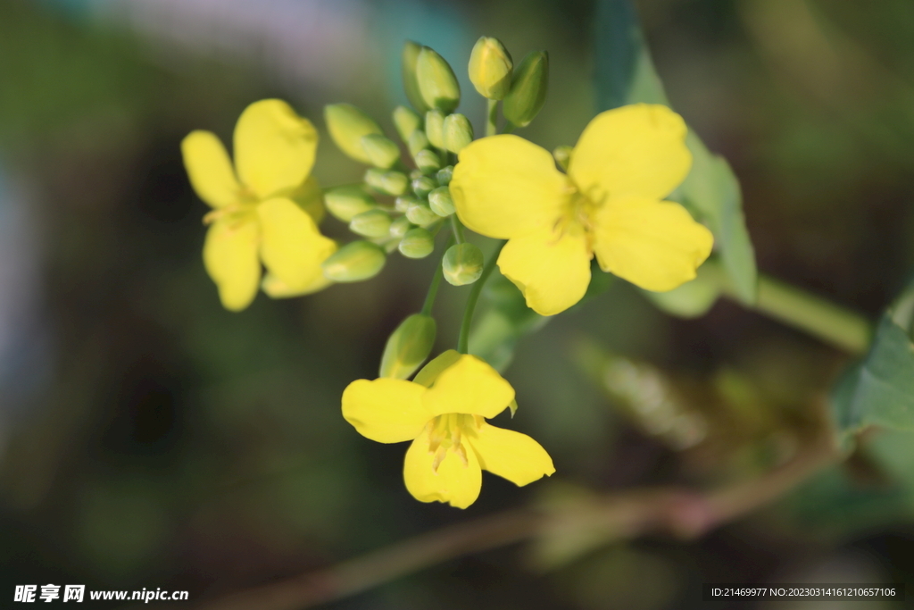 油菜花  黄色 JPG 