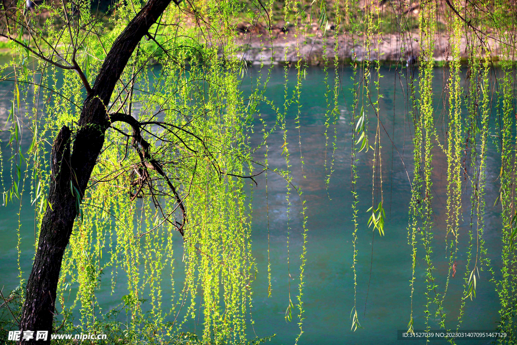 湖边的柳树特写