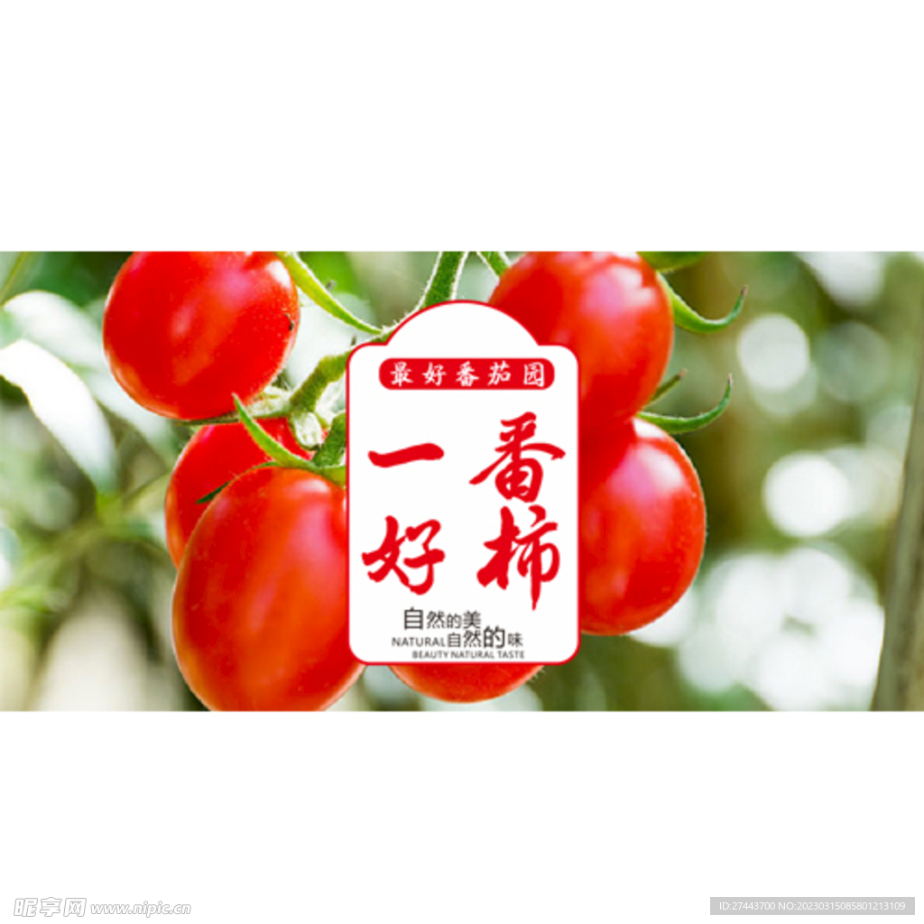 圣女果 小番茄 包装箱 礼盒 