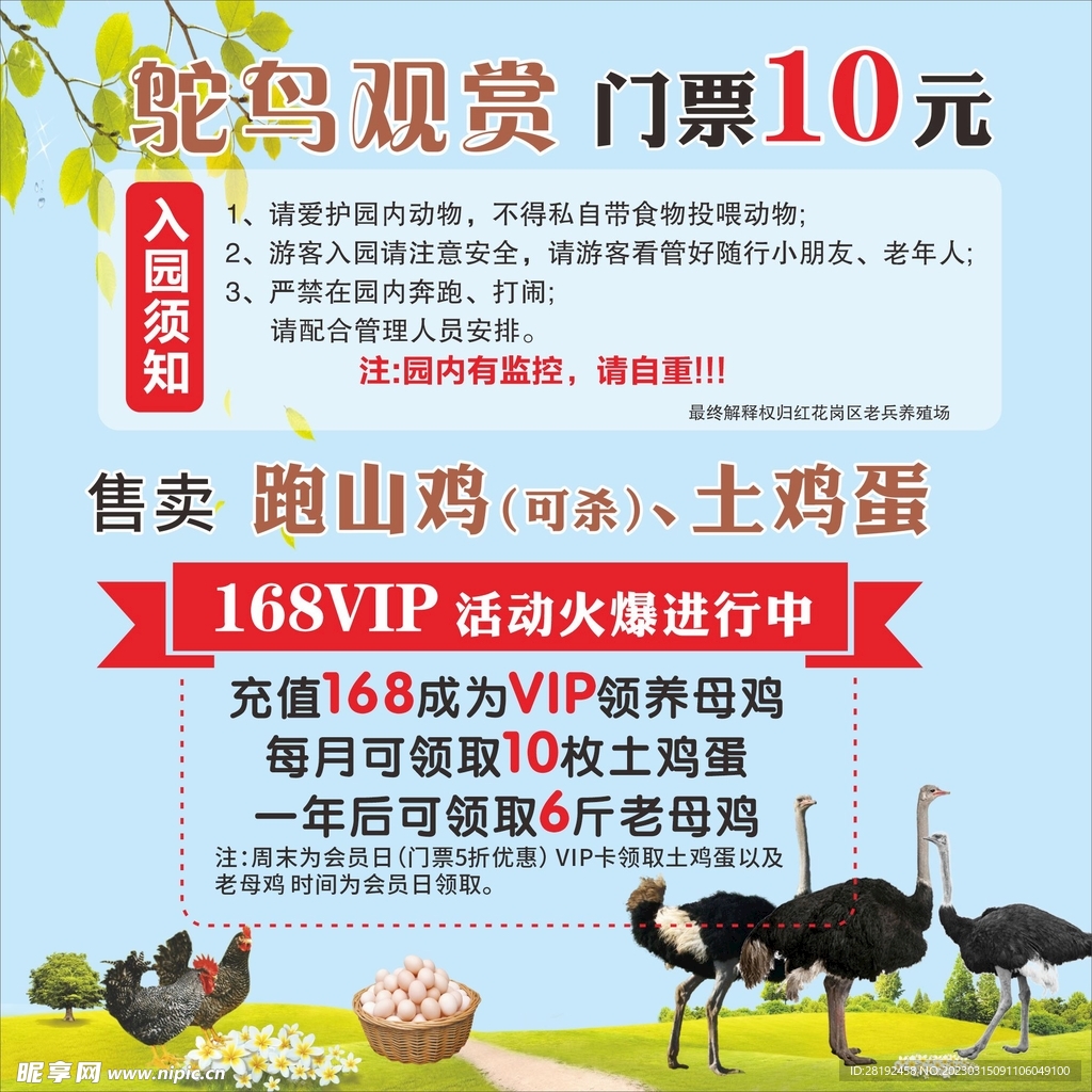 鸵鸟观赏  土鸡蛋