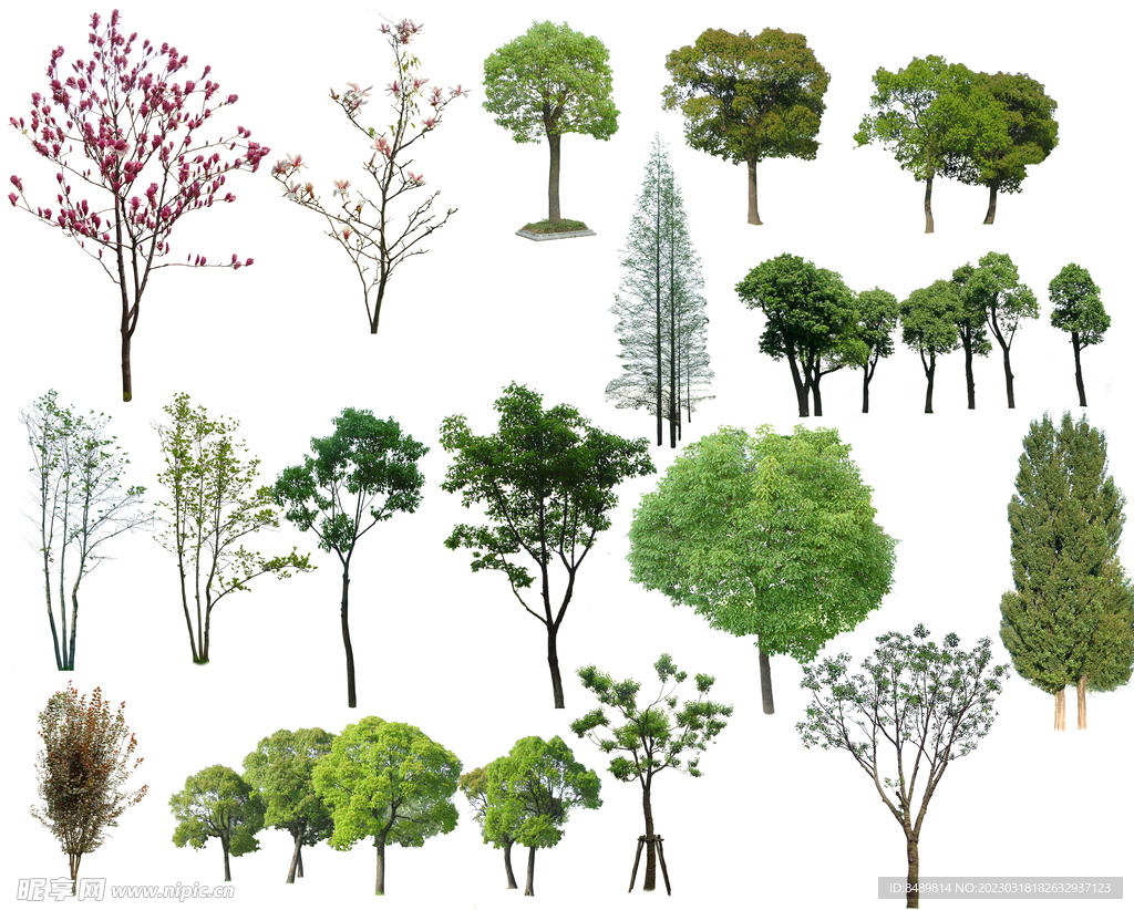 乔木 树木 花树图片