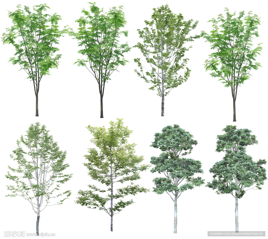 乔木 树木 花树图片