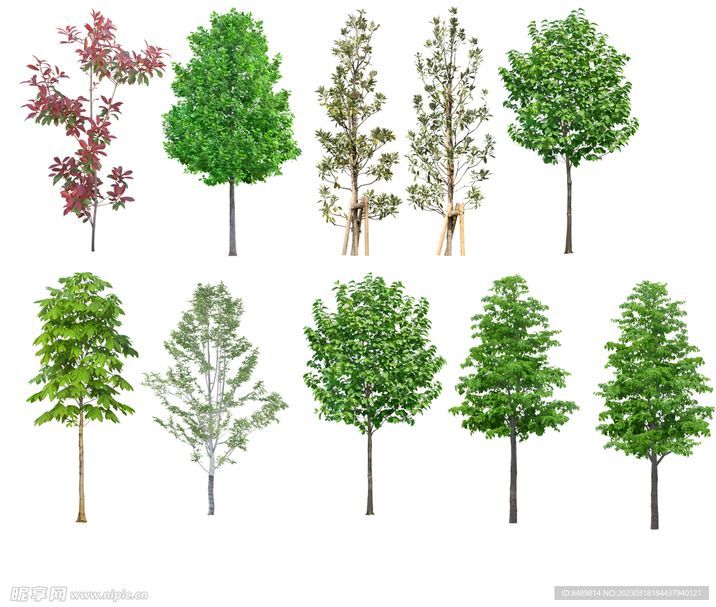 乔木 树木 花树图片