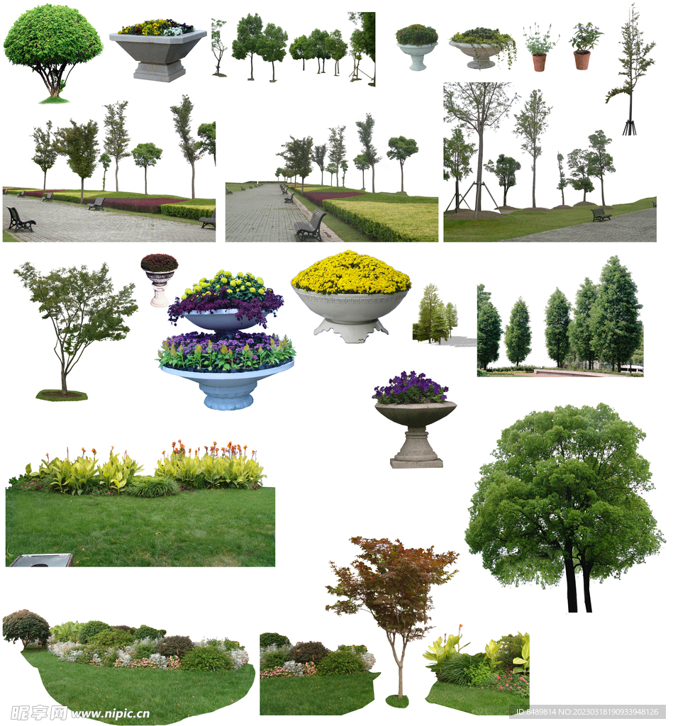 乔木 树木 花树图片