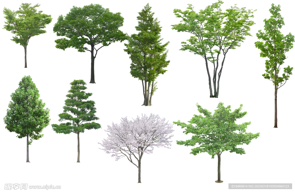 乔木 树木 花树图片