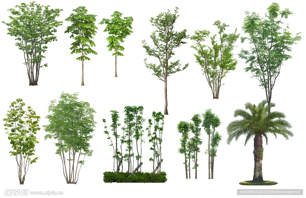 乔木 树木 花树图片