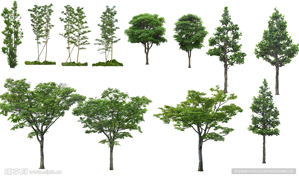 乔木 树木 花树图片