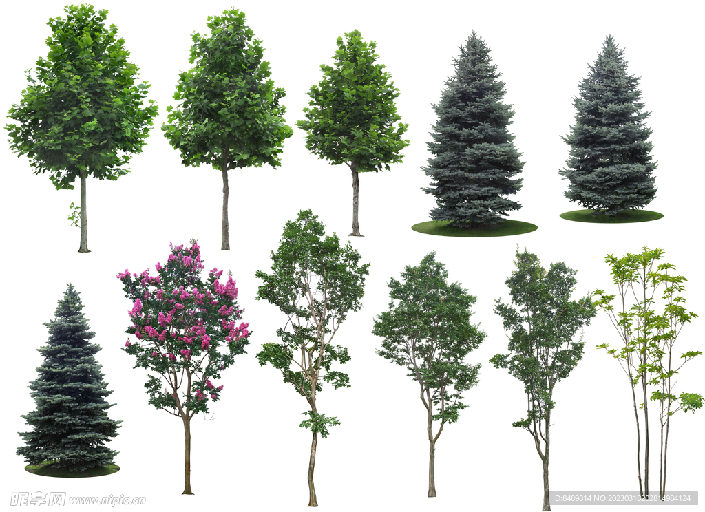 乔木 树木 花树图片