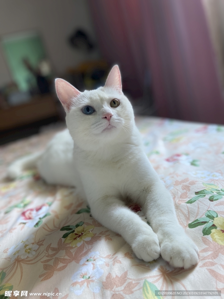 异瞳白猫