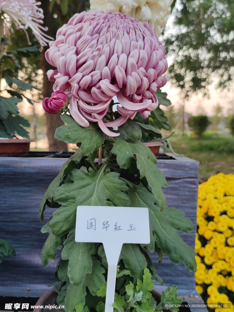 菊花