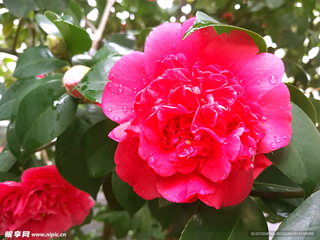 山茶花开