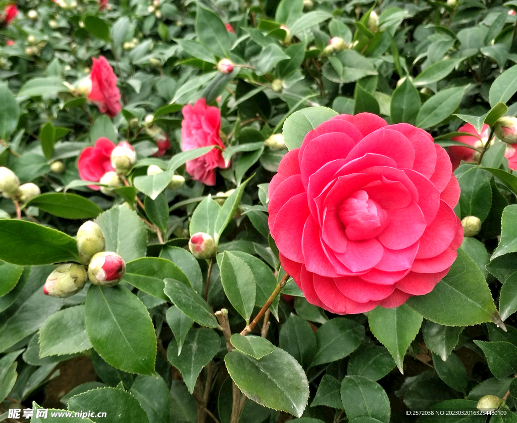 山茶花开