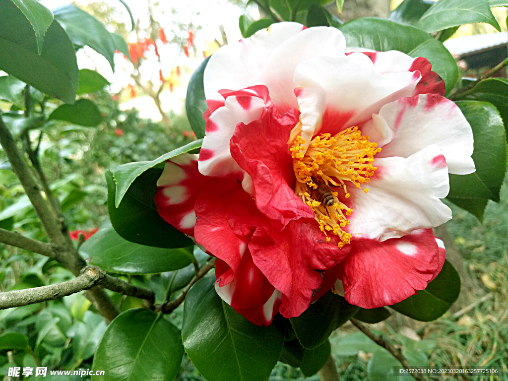 山茶花开