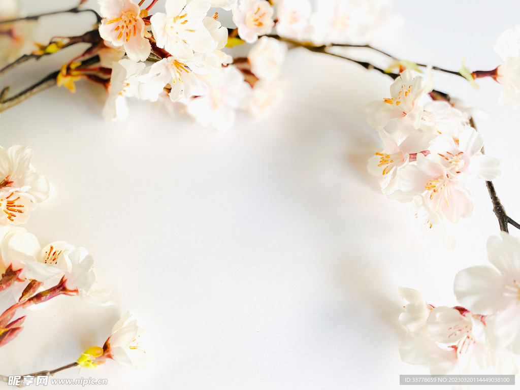 白色樱花背景