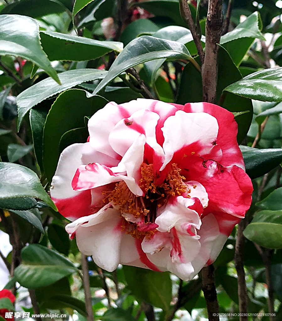 山茶花开
