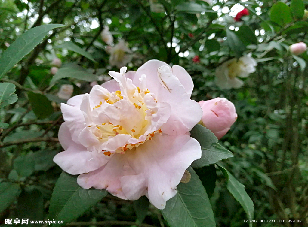 山茶花开