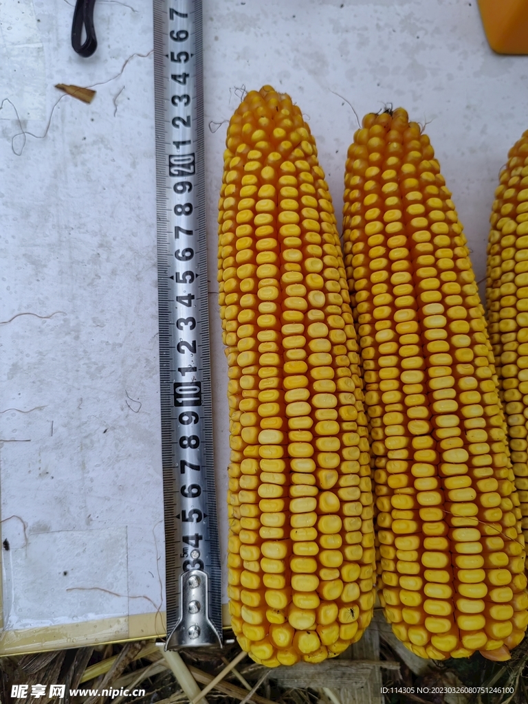 成熟玉米棒 