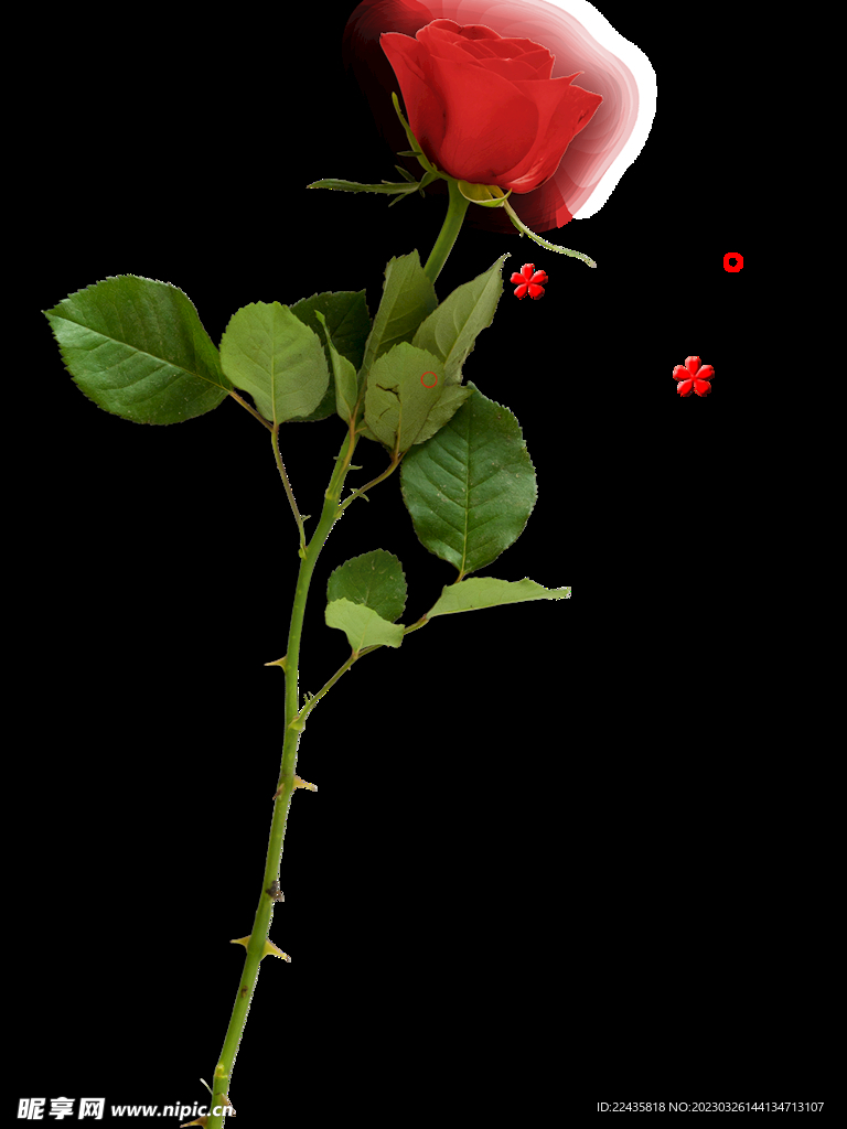 红玫瑰花PNG免扣鲜花素材
