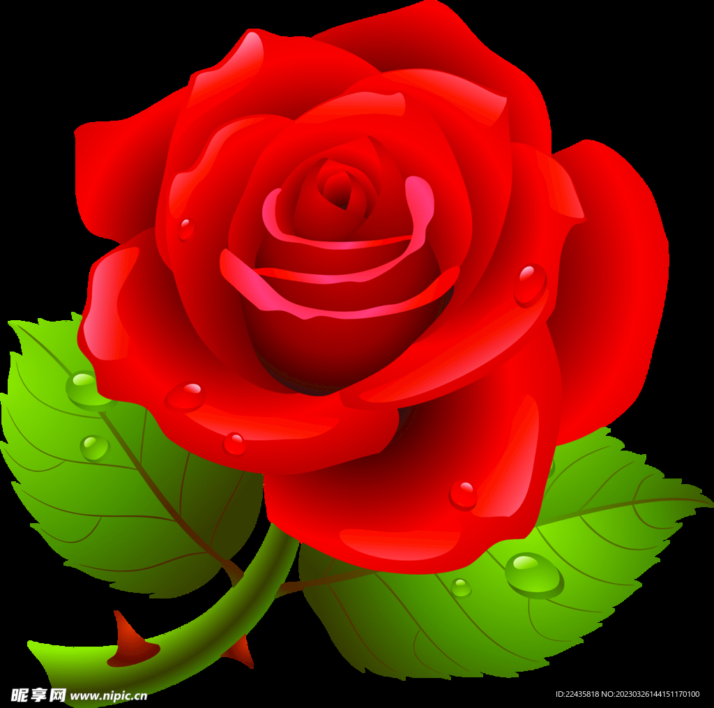 红玫瑰花PNG免扣鲜花素材