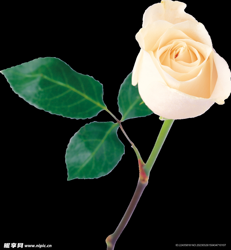 白玫瑰花PNG免扣鲜花素材