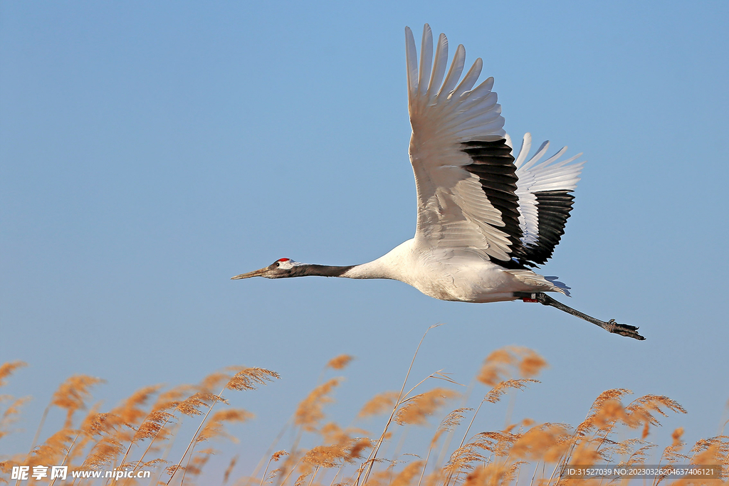 天空中飞行的丹顶鹤