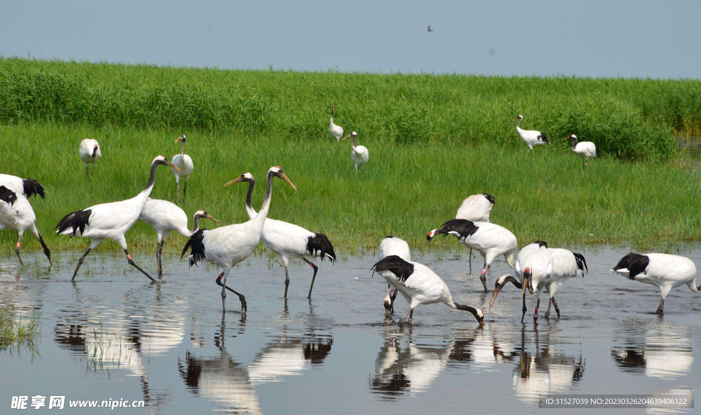 湖边美丽的丹顶鹤