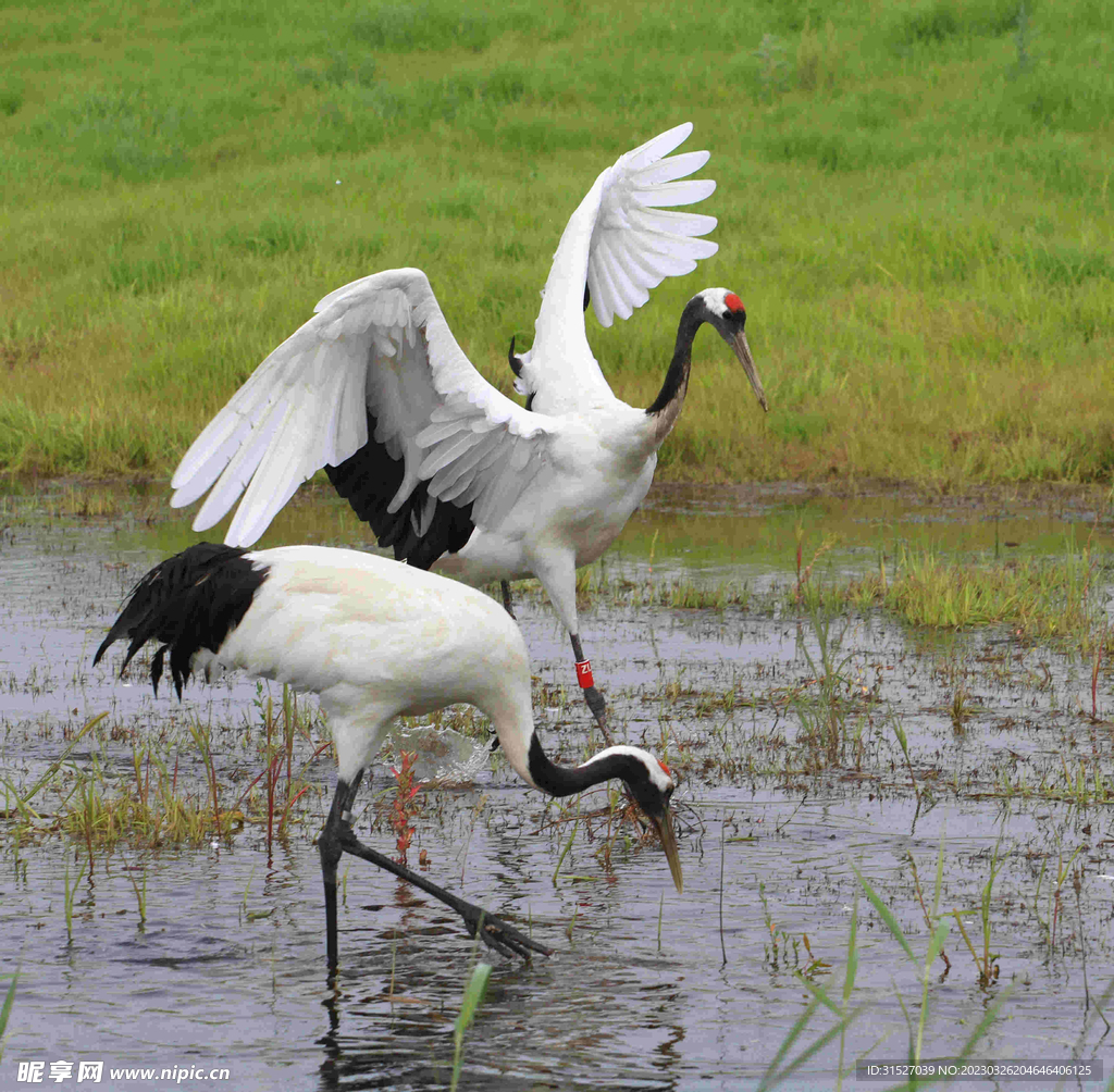 丹顶鹤高清大图