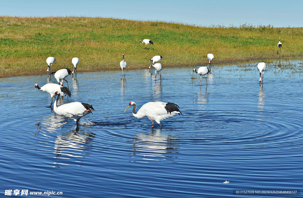 湖边的丹顶鹤摄影图