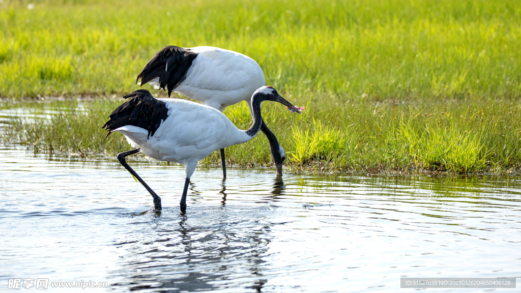 湖边的丹顶鹤摄影