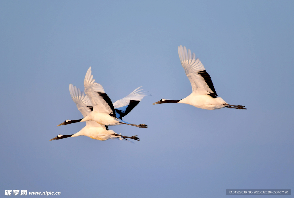 天空中飞行的丹顶鹤