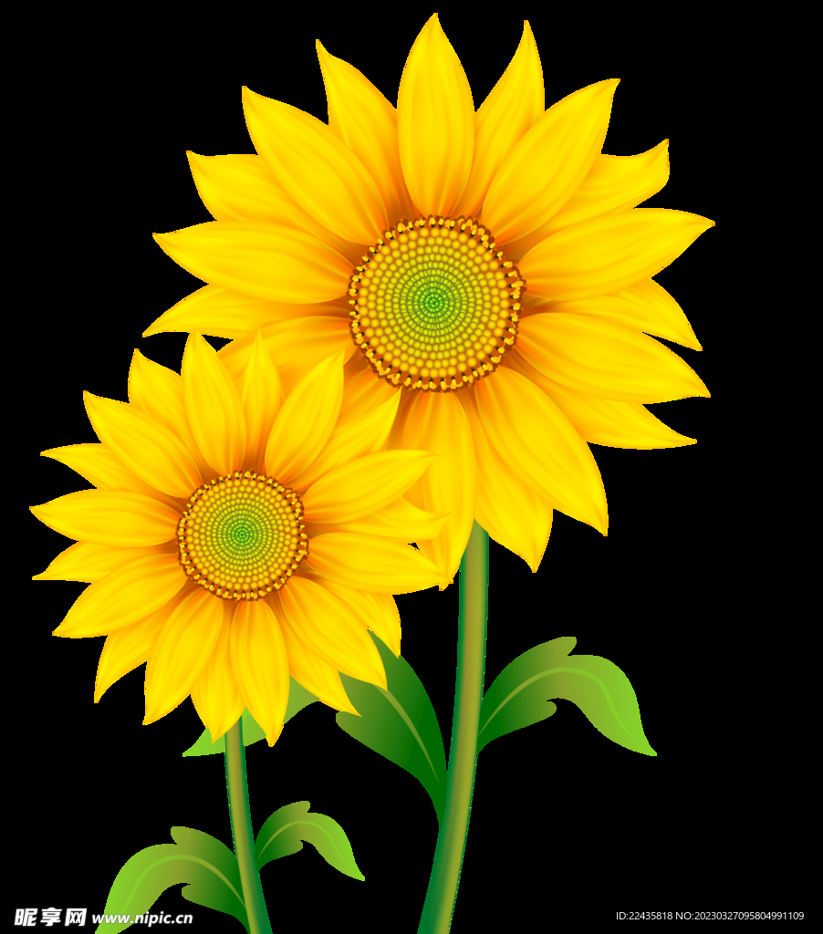 向日葵花朵PNG免扣鲜花素材