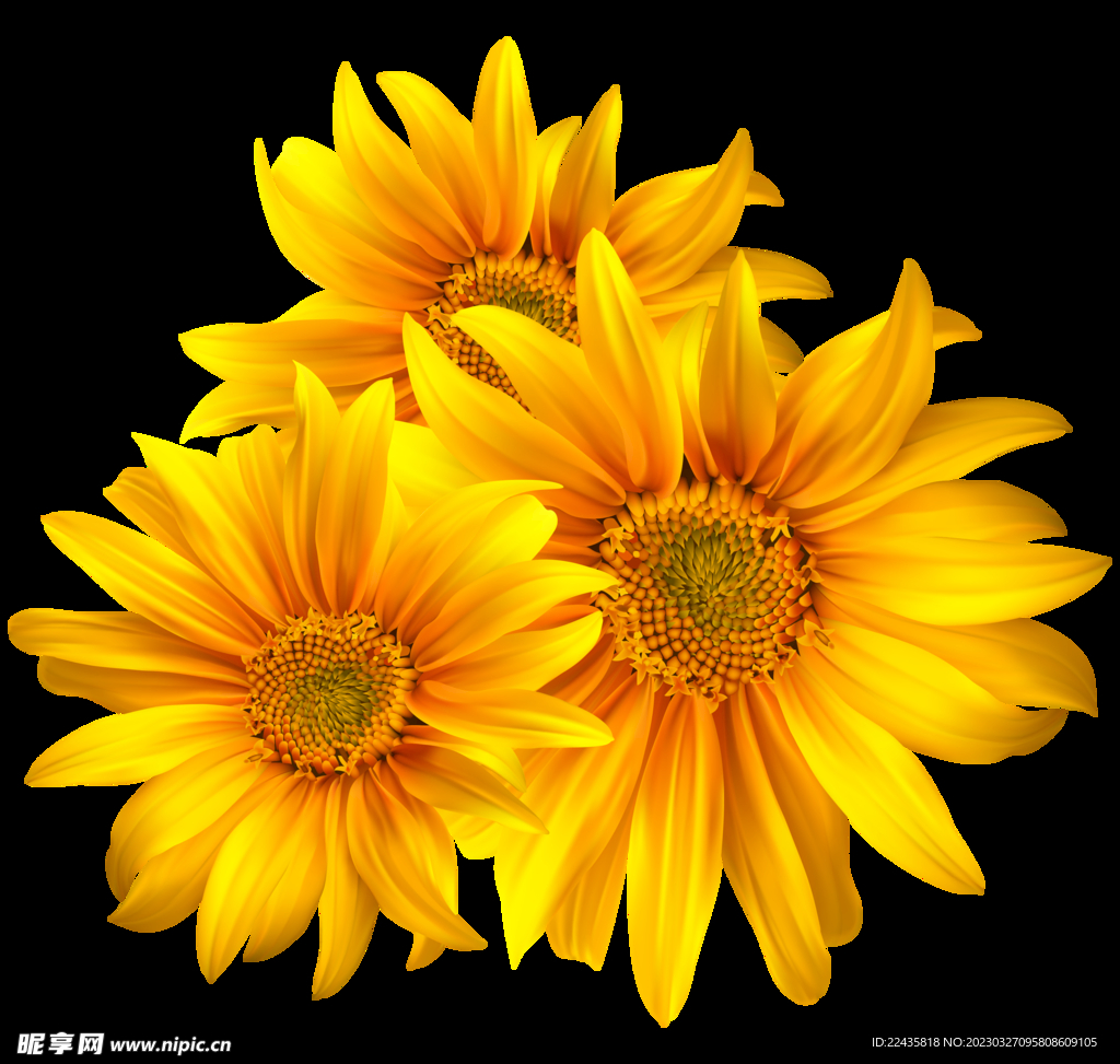 向日葵花朵PNG免扣鲜花素材