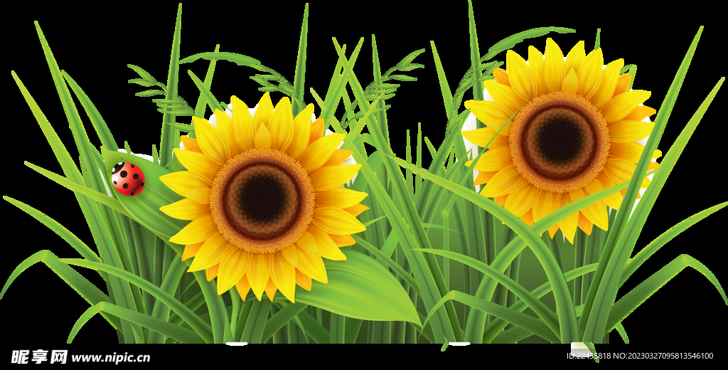 向日葵花朵PNG免扣鲜花素材