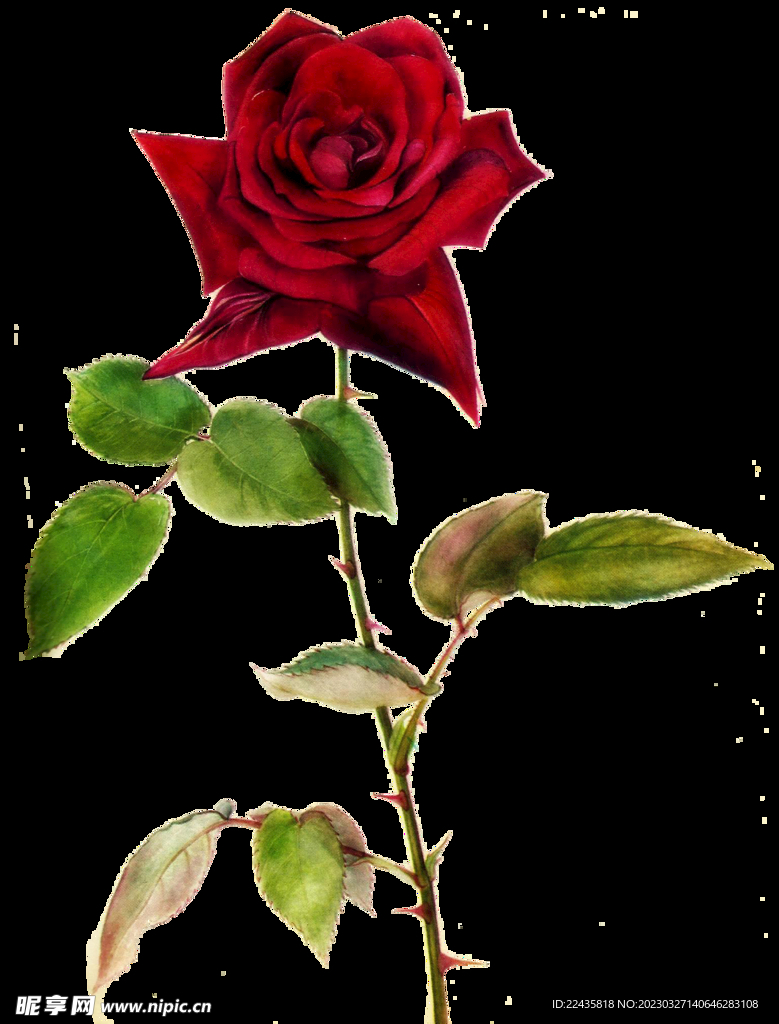 手绘的大红色月季花鲜花素材
