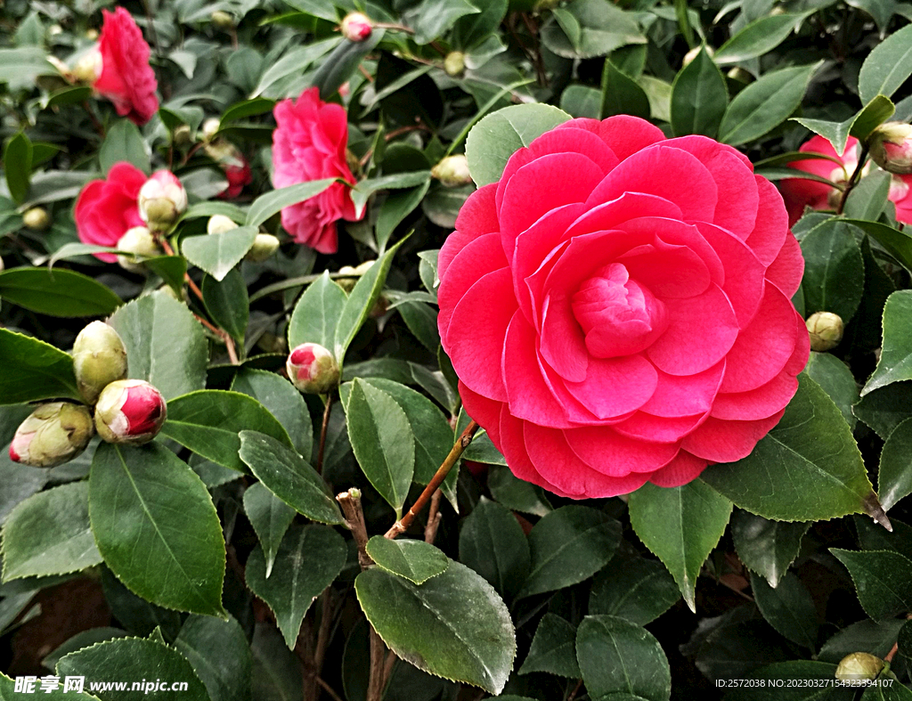 山茶花开
