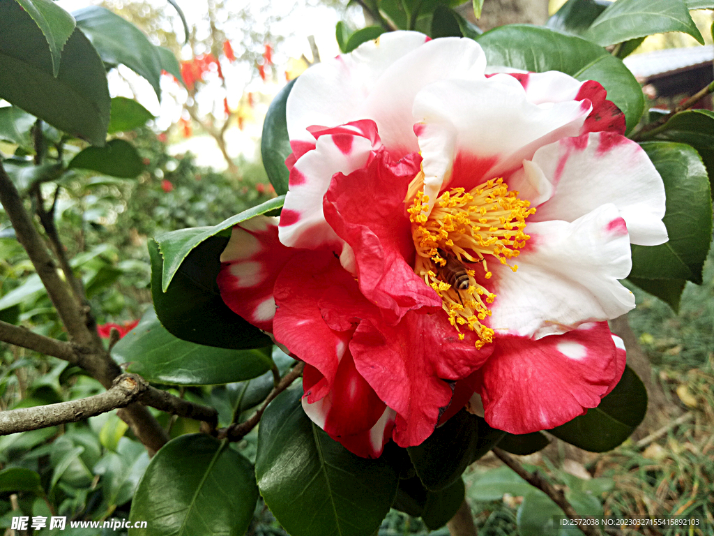 山茶花开