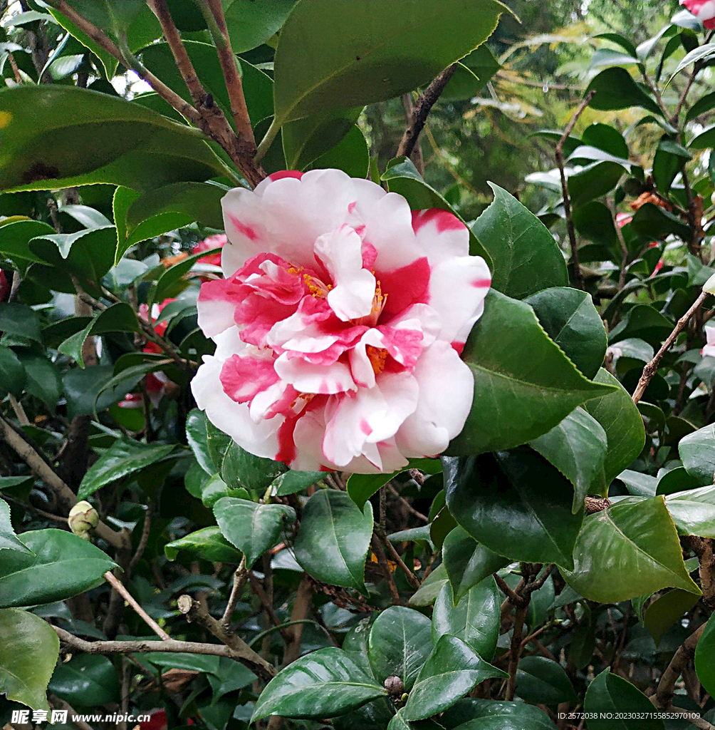 山茶花开