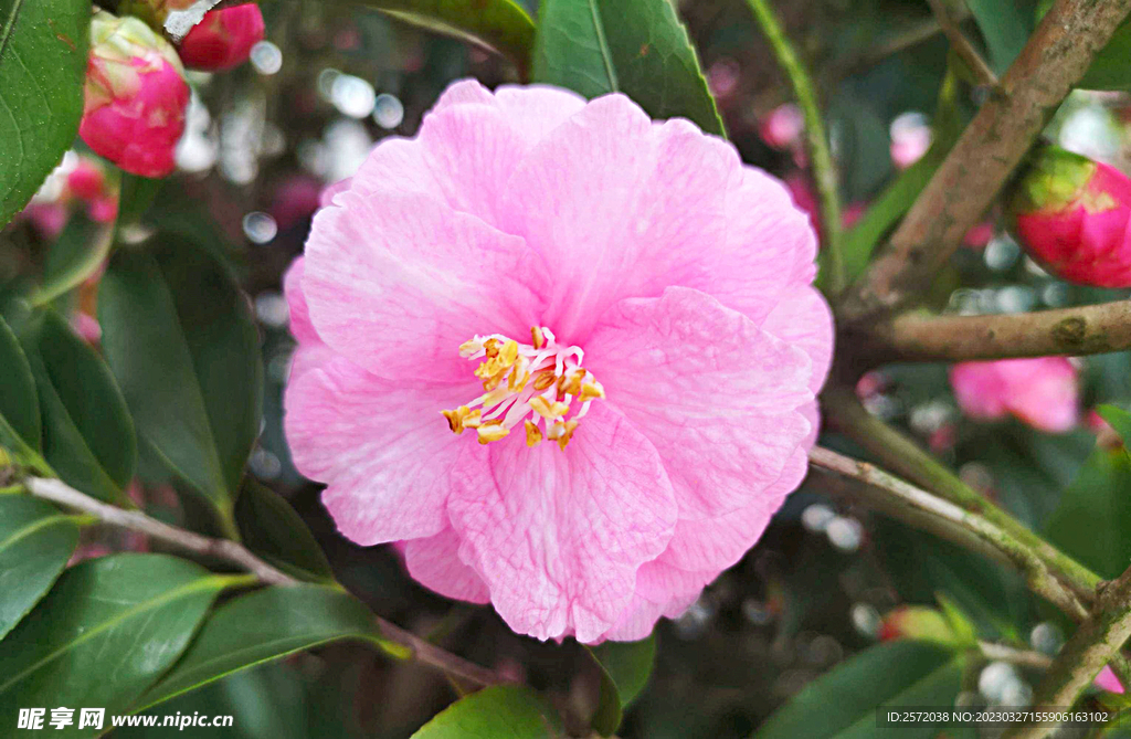 山茶花开