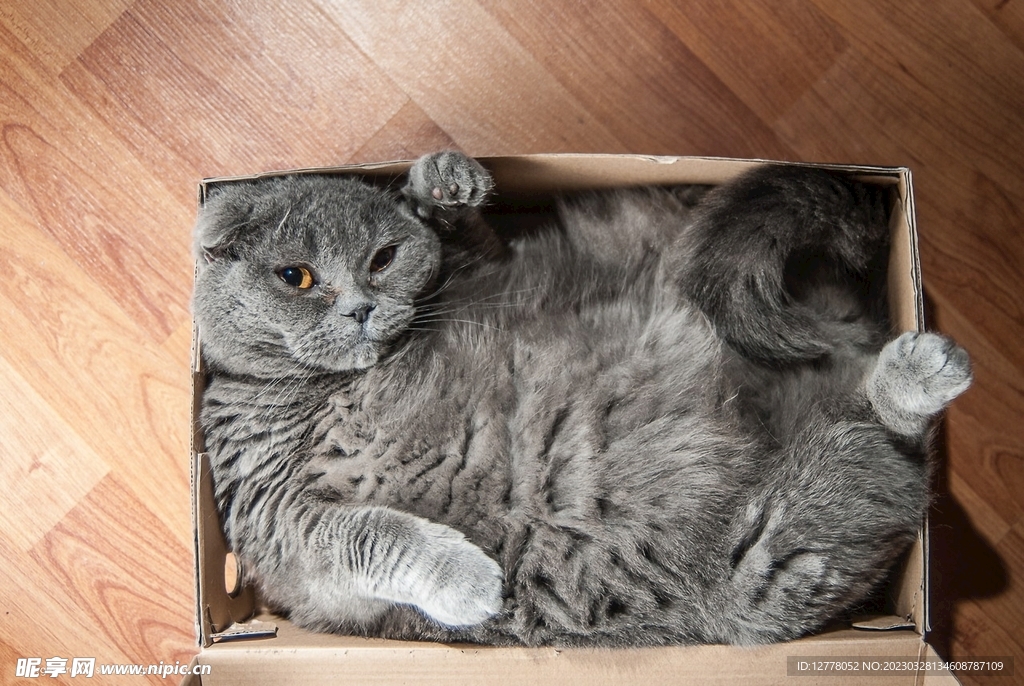 猫咪高清摄影素材