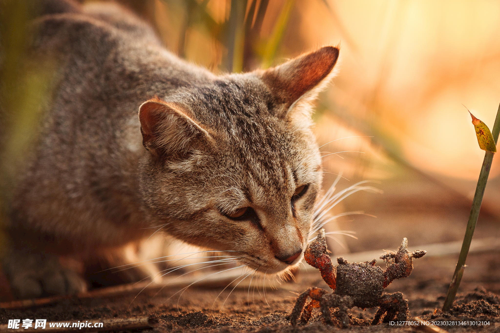 猫咪高清摄影素材